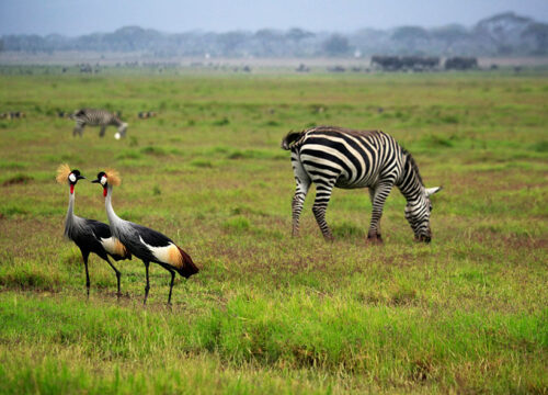 3 Days Amboseli and Tsavo West.