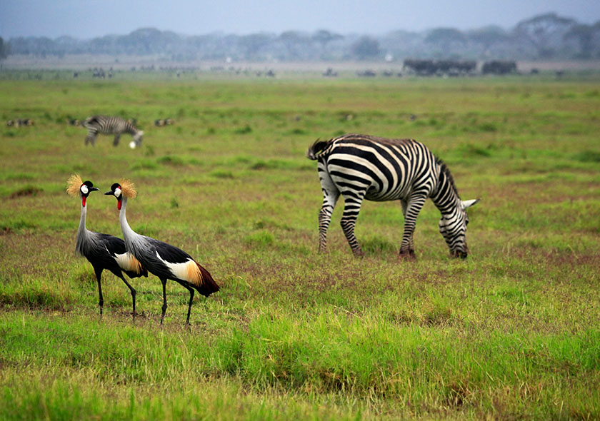 3 Days Amboseli and Tsavo West.