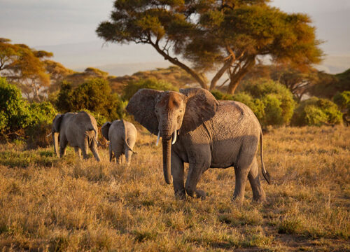 3 Days Amboseli National Park.