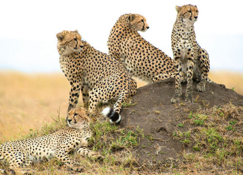 4 Days Lake Nakuru and Masai Mara.