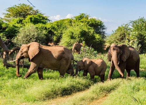 3 Days Samburu National Reserve.