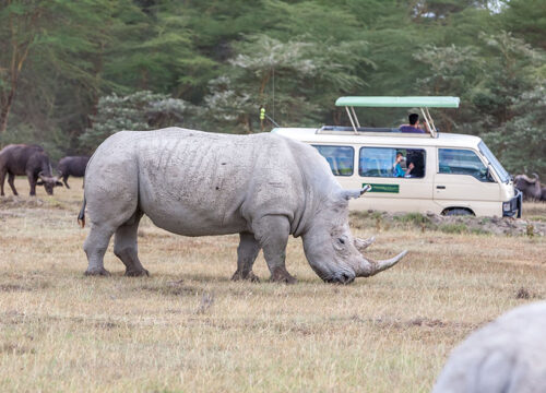 2 Days Olpejeta Conservation.