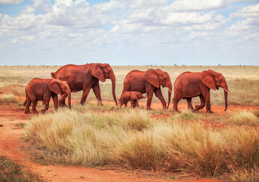 5 Days Tsavo East, Tsavo west and Amboseli.