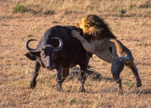 3 Days Masai Mara National Reserve.