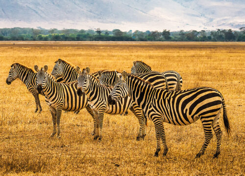 2 Days Amboseli National Park.