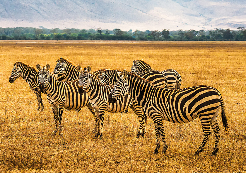 2 Days Amboseli National Park.