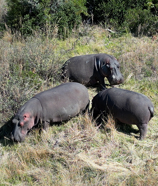 Lake Nakuru