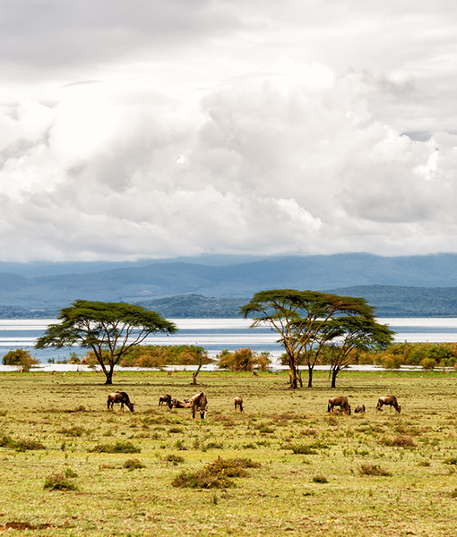 Lake Naivasha