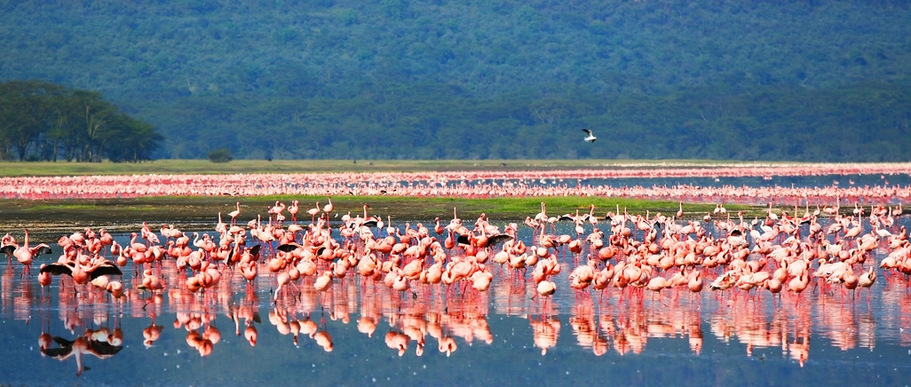 Lake Nakuru