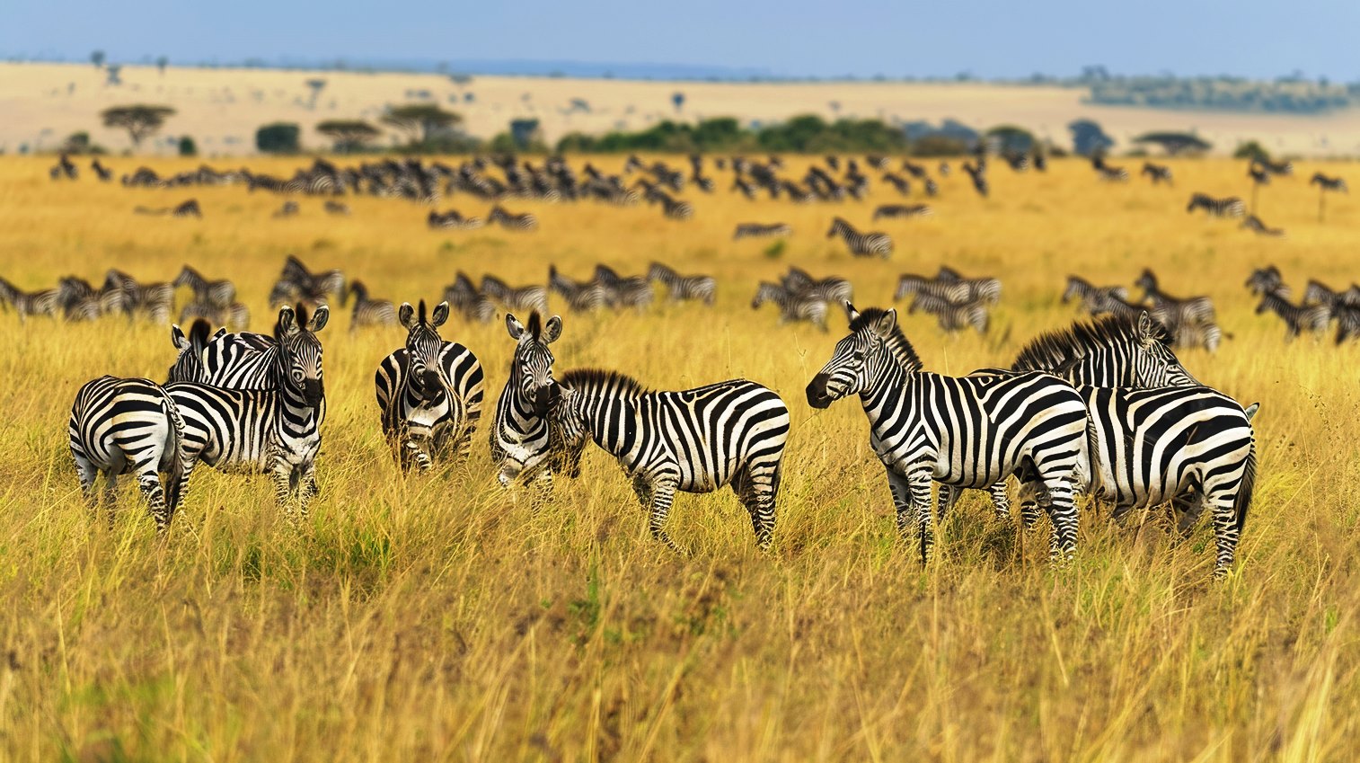 Maasai Mara