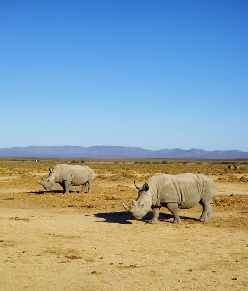 Olpejeta Consevancy