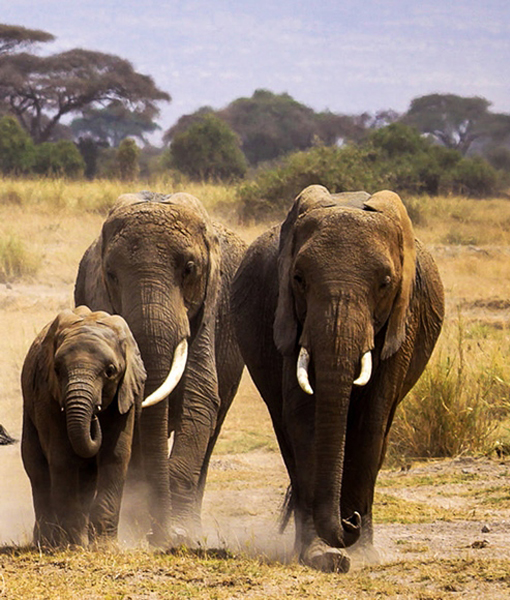 Amboseli