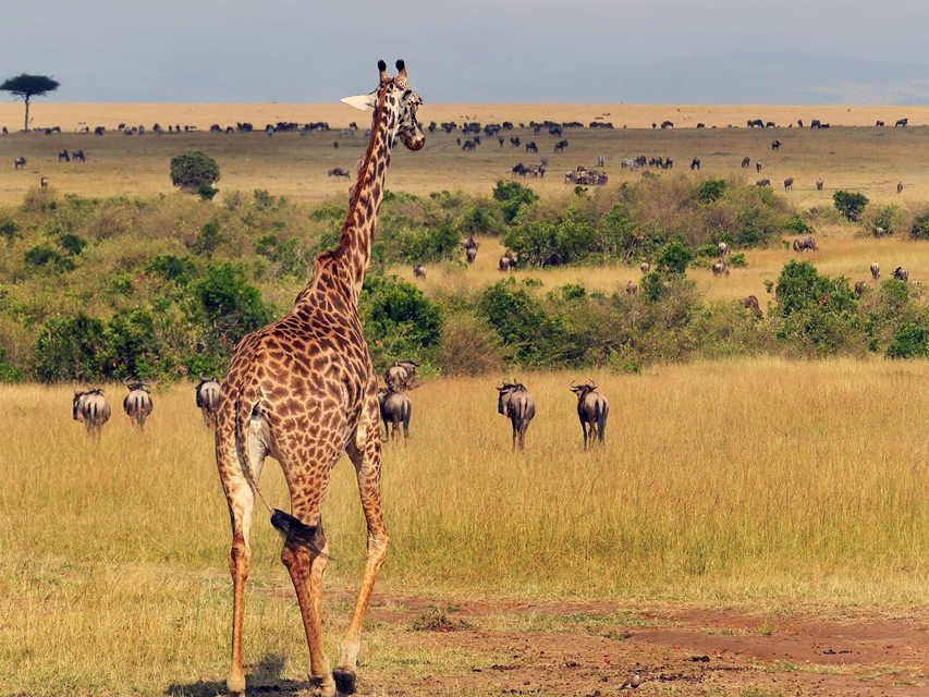 Amboseli