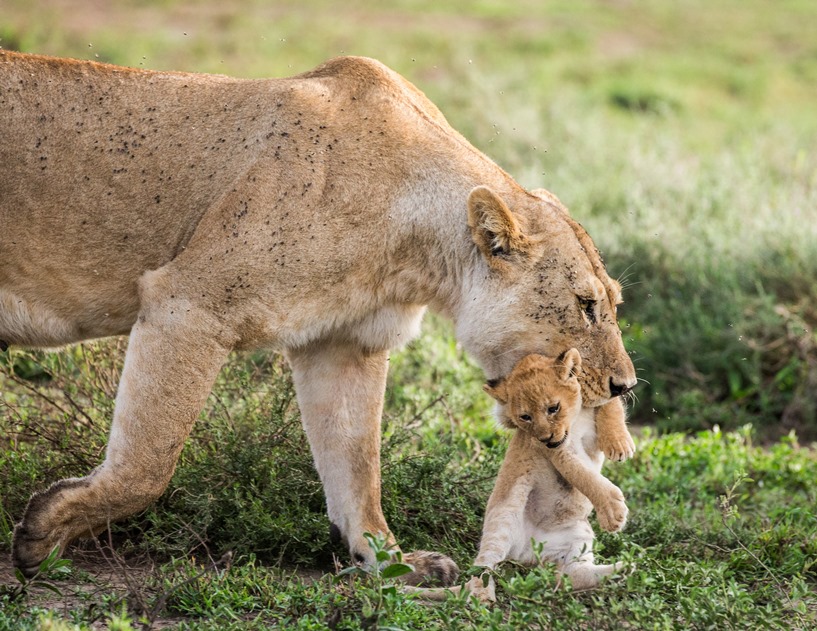 Serengeti