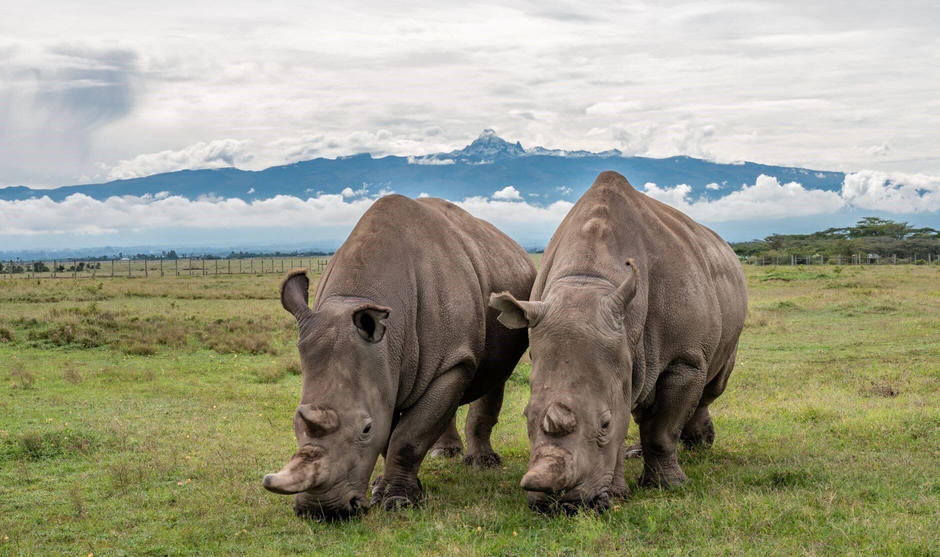 Olpejeta Conservancy