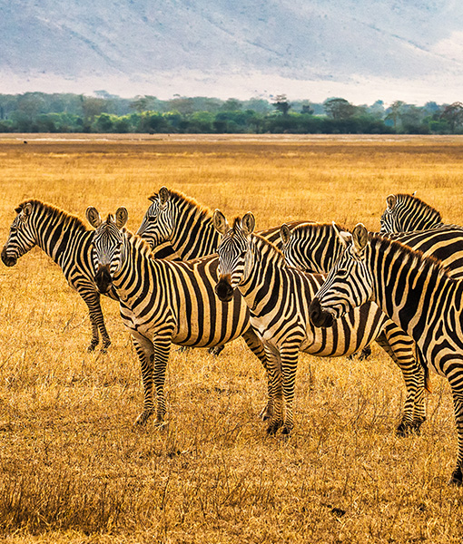 Samburu